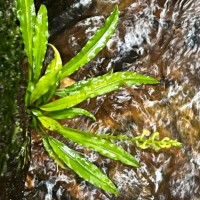 Malaxis thwaitesii Bennet